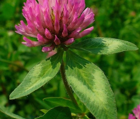Wild Red Clover